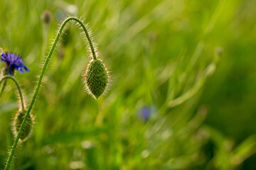 unflowered poppy flowers on the plain on a beautiful summer day