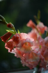 orange gladioluses 