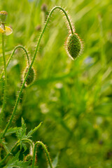 unflowered poppy flowers on the plain on a beautiful summer day