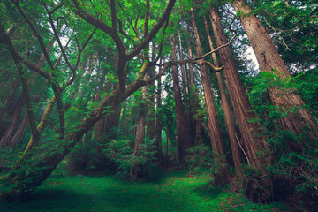 Muir woods in fall green light