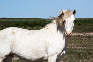 Obraz premium horses foals wild in the field pasture