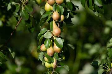 Pears bunch on branch of tree, first autumn harvest, fruits, eco gardening. Healthy living. Copy space.