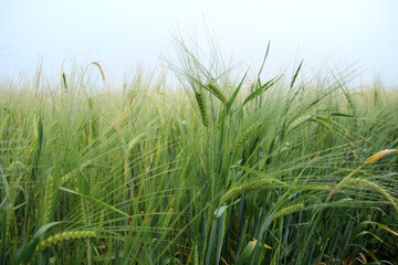 Field of barley after the rain.  Spikes of barley with raindrops. Cherkasy, Ukraine