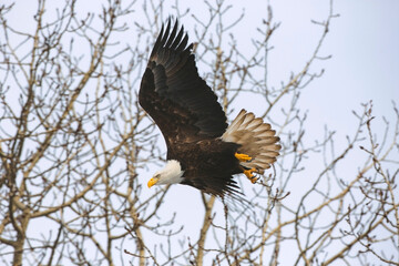 american bald eagle in flight