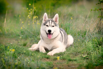A young Siberian Husky is lying down at a pasture. The dog has grey and white fur; his eyes are brown. There is a lot of grass, green plants, and yellow flowers around him..