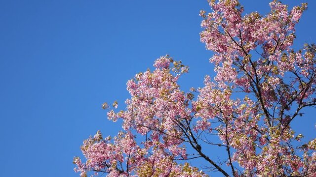 beautiful pink flower blossom blooming in nature with clear blue sky in the morning day