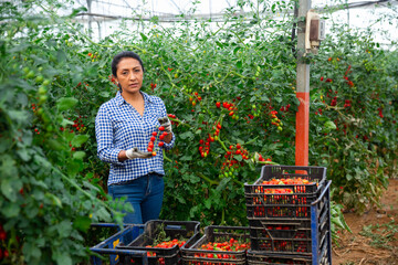 Positive latino woman harvesting fresh tomatoes in greenhouse