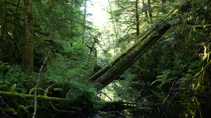 rain forest in the morning