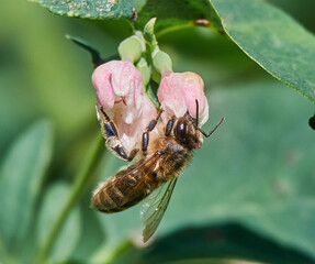 Honey Bee sucks nectar from a Flower of Common Snowberry (Symphoricarpos albus)