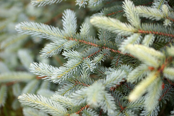 Branches of blue needles closeup