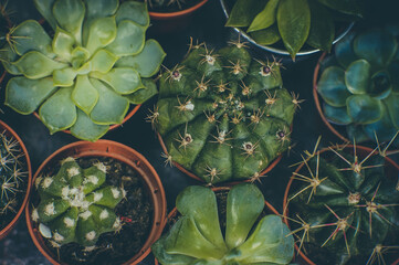 Cactuses. Succulents. Macro photo of succulents. Flower shop. Small business. Gardening. Selective focus.