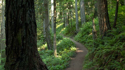 footpath in the forest