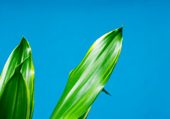 Fototapeta premium Grüne Palmenblätter auf blauem Studio Hintergrund