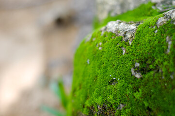 Beautiful Bright Green moss grown up cover the rough stones and on the floor in the forest. Show with macro view. Rocks full of the moss texture in nature for wallpaper.