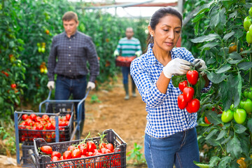 Happy Hispanic female farmer harvesting tomatoes in hothouse