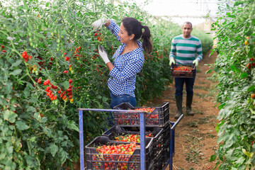 Several farmers harvest tomatoes and put in boxes