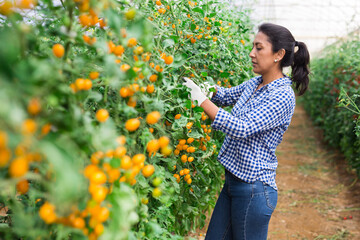 Latino woman farmer harvesting tomatoes in greenhouse