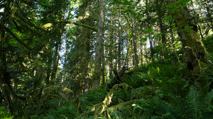 forest in the morning