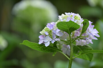 アジサイの花