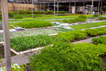 Rows of pots with different sprouts in greenhouse