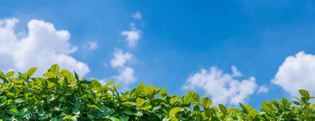 Panorama Natural green leaves with blur blue sky for background