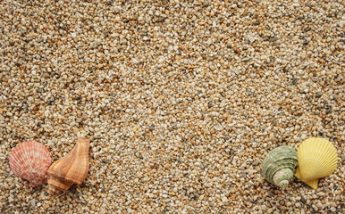 Flat lay of sea sand with seashell, summer background concept.
