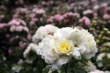Closeup of beautiful white roses in garden setting surrounded by green foliage and leaves