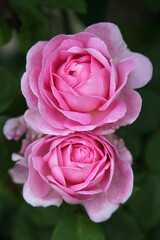 Closeup of beautiful pink rose surrounded by green leaves and foliage