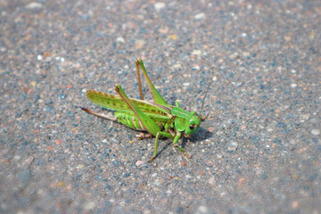 A green grasshopper or locust sits on the asphalt. Dedicated focus with shallow depth of field.