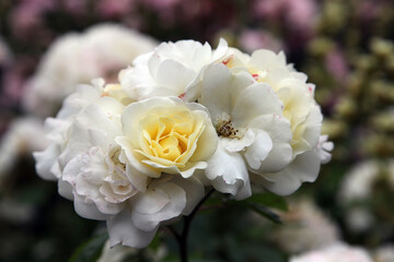 Closeup of beautiful white roses in garden setting surrounded by green foliage and leaves
