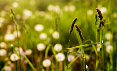 Nature background. White dandelions and grass in the sunlight close-up. Green grass close-up against the setting sun. Nature in the morning