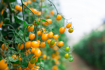 Growing yellow tomatoes on branch in greenhouse