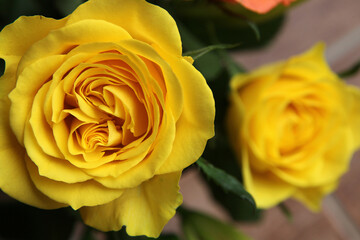 Beautiful yellow roses surrounded by green leaves