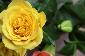Beautiful yellow roses surrounded by green leaves