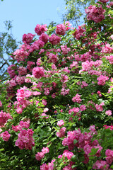 Closeup of beautiful pink rose surrounded by green leaves and foliage