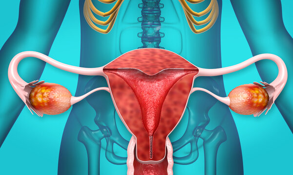 Human anatomy Female reproductive system, the uterus and ovaries. 3d illustration.
