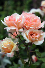 Beautiful apricot roses surrounded by green foliage