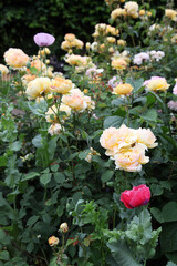 Beautiful apricot roses surrounded by green foliage
