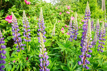Christmas violet wildflowers closeup