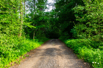 Fototapeta premium Asphalt road through summer green forest