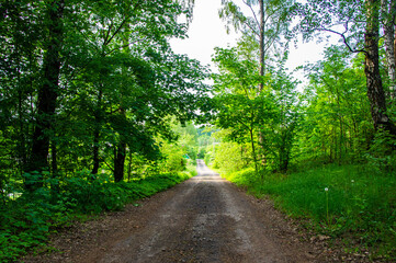 Asphalt road through summer green forest