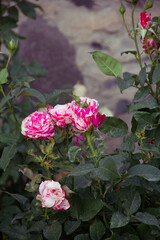 Rose bushes growing in the garden and on the walls