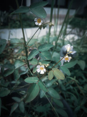 a small flower that grows between leaves