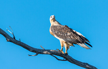 A white -bellied sea eagle  on a prominent perch looking for prey