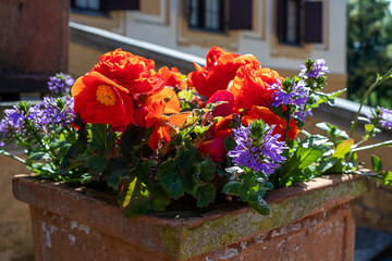 Fototapeta na wymiar Bright flowers growing in old stone flower beds. decorations in the city. 
