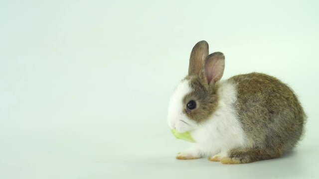 Adorable fluffy little brown and white spotted rabbit eating chew green leaf with white background. 