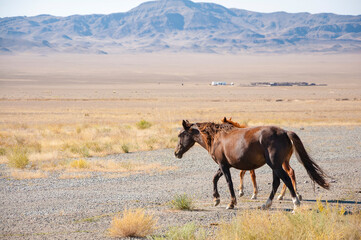 Fototapeta na wymiar Gorgeous horse (Equus ferus caballus) and foal grazing at dried steppe in Central Asia with blue mountains on the background, nature in Kazakhstan
