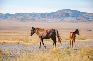 Gorgeous horse (Equus ferus caballus) and foal grazing at dried steppe in Central Asia with blue...