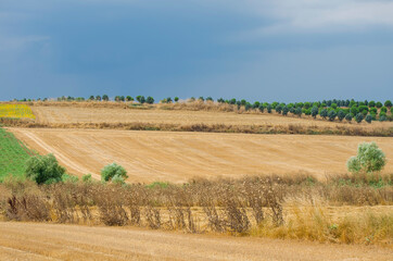 Fototapeta na wymiar Beautiful landscape. Wheat field. Haystacks. Sunny summer day. Hay bales. Stubble field. Big yellow field after harvesting. 