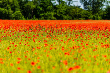 red poppies in one large beautiful poppy field